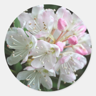 Pink Rhododendron  Flower Photo Classic Round Sticker