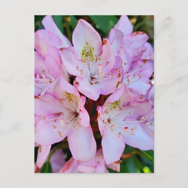 Pink Rhododendron Flower Postcard (Front)