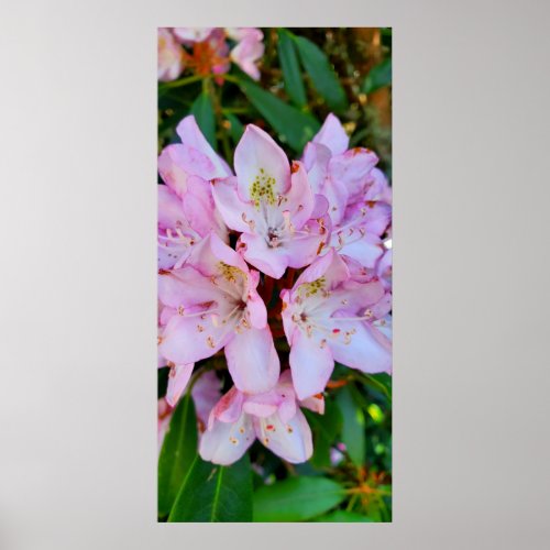 Pink Rhododendron Flower Poster
