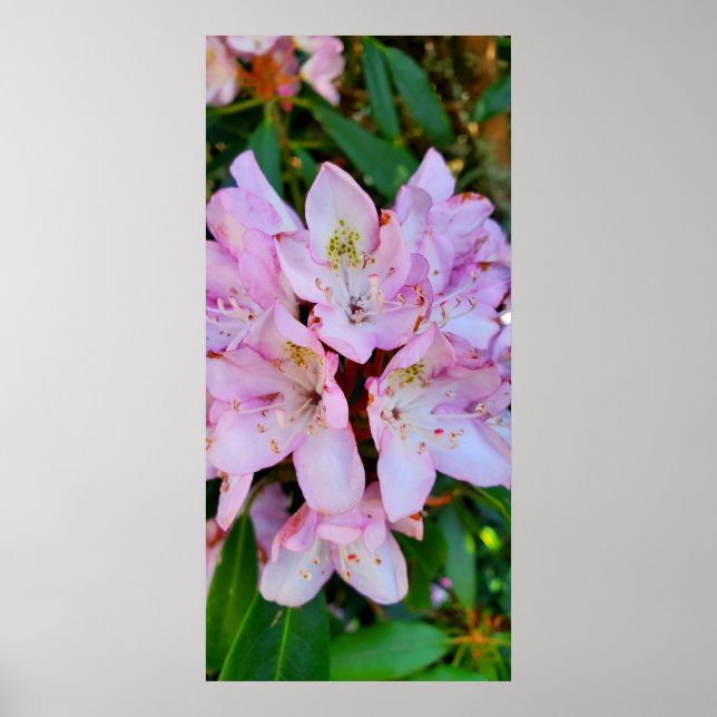 Pink Rhododendron Flower Poster (Front)