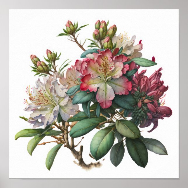 Pink Rhododendron Flowers Art Print Poster (Front)
