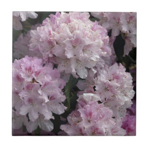 Pink Rhododendron Flowers Flora Photo Tile
