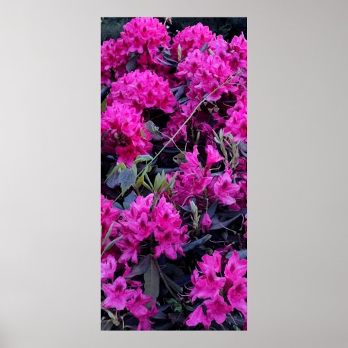 Pink Rhododendron Flowers Poster