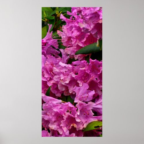 Pink Rhododendron Flowers Poster