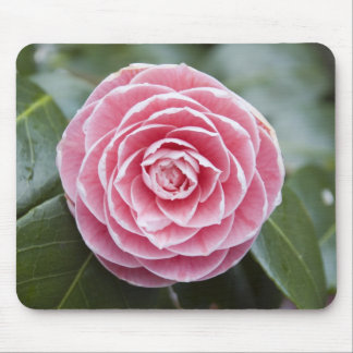 Pink Rhododendron Mousepad