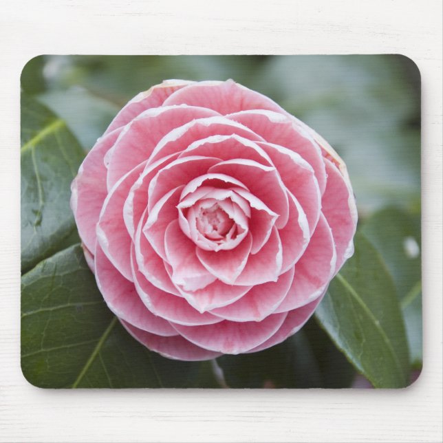 Pink Rhododendron Mousepad (Front)