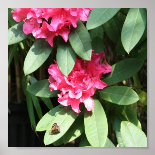 Pink Rhododendron with a small Butterfly Poster