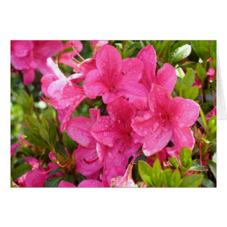Pink Rhododendrons Cards