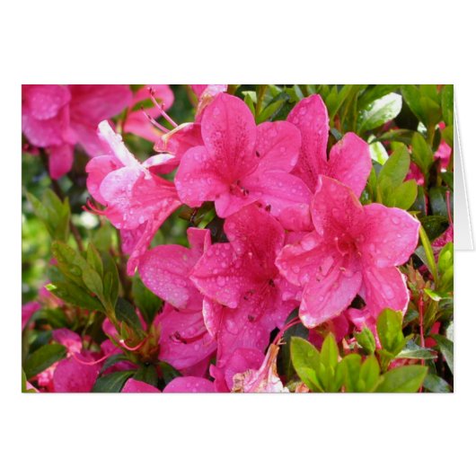 Pink Rhododendrons Cards (Front Horizontal)