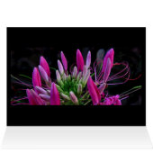 Pink Ribbons (Inside Horizontal (Top))