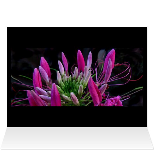 Pink Ribbons (Inside Horizontal (Top))