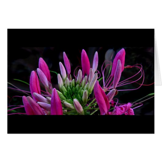 Pink Ribbons Cards (Front Horizontal)