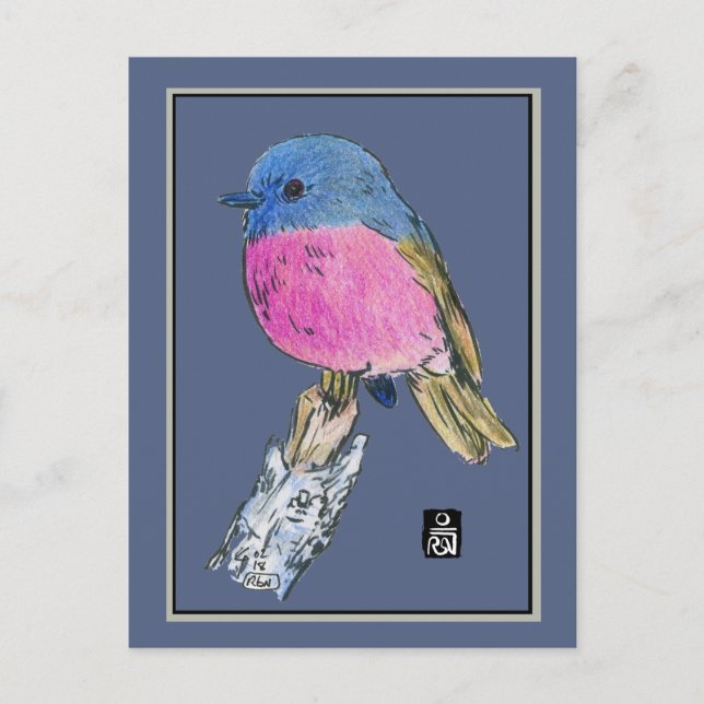 Pink Robin Colorful Small Bird Postcard (Front)