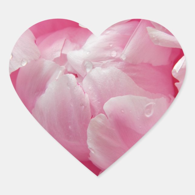 Pink romance blooming peony flower with dew drops heart sticker (Front)