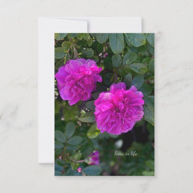 Pink Rosa Rugosa Note Card (Front)
