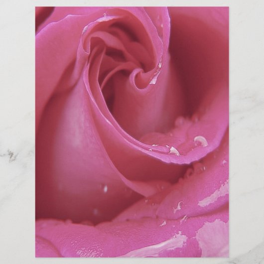 Pink Rose (Front)
