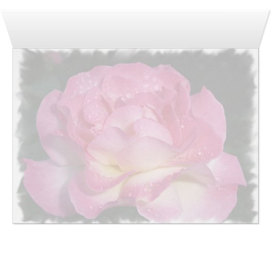 Pink Rose (Inside Horizontal (Bottom))