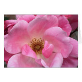 Pink Rose (Front Horizontal)