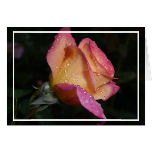 Pink Rose (Front Horizontal)