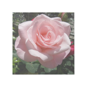 Pink Rose 12" x 12" Gallery Wrap
