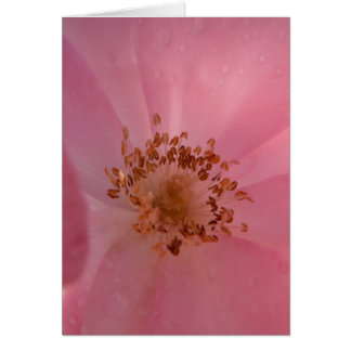 Pink Rose 1 Cards