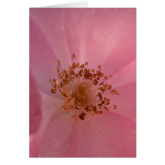 Pink Rose 1 Cards (Front)