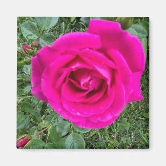 Pink Rose #3 ,2 Inch Square Magnet