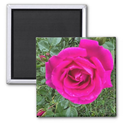 Pink Rose 3 2 Inch Square Magnet