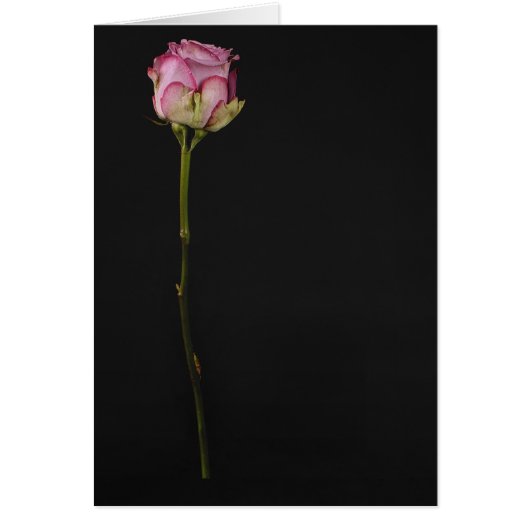 Pink rose 3 cards (Front)