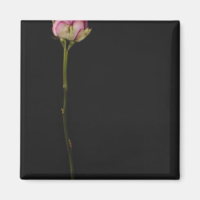 Pink rose 3 magnet (Front)