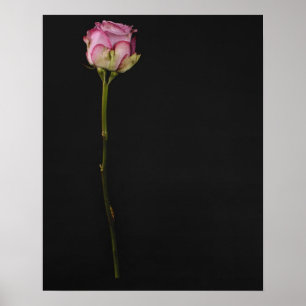 Pink rose 3 poster