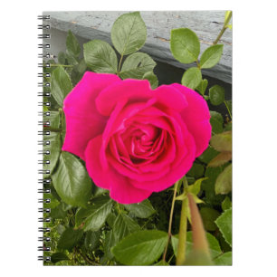 Pink Rose #4 Notebook