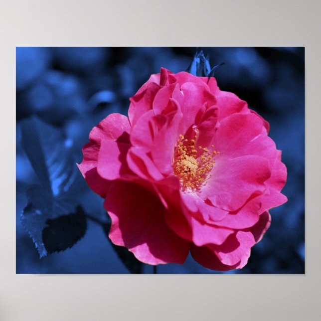 Pink Rose Abstract Blue Tint Flower  Poster (Front)