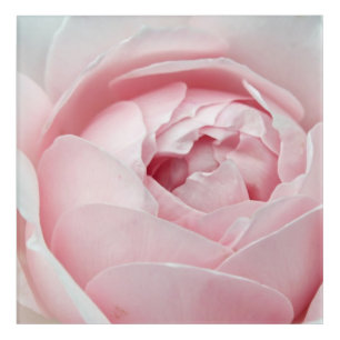 Pink Rose Acrylic Art