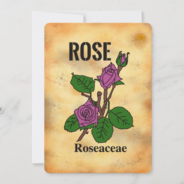 Pink rose aged paper style line art Flat Card  (Front)