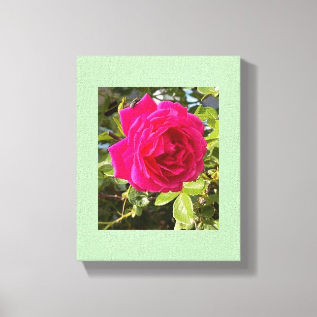 Pink Rose and a Fly Canvas Print (Front)