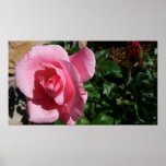 Pink Rose and Bud Floral Poster