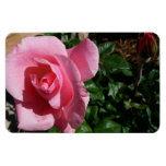 Pink Rose and Bud Garden Floral Magnet