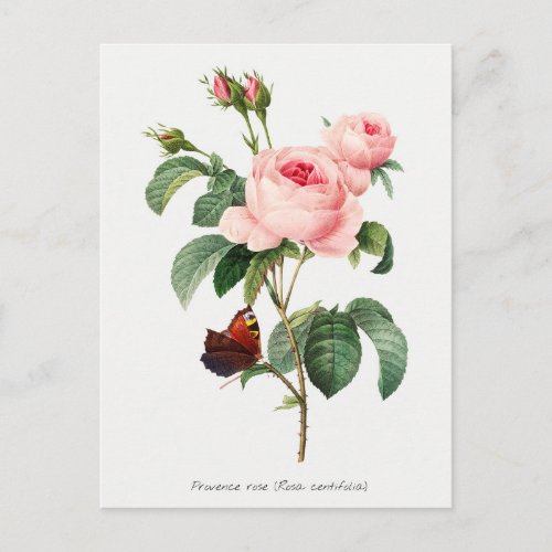 Pink Rose and Butterfly Botanical Illustration Postcard