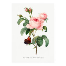 Pink Rose and Butterfly Botanical Illustration