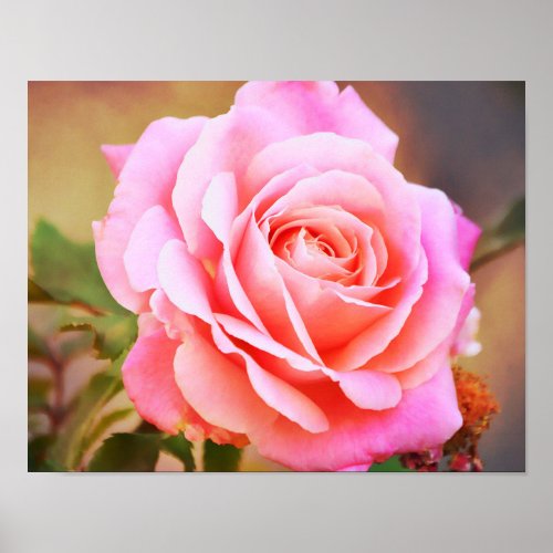 Pink Rose Antique Style Photographic Art Print