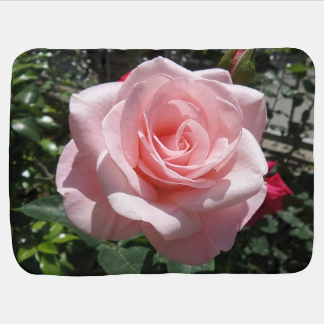 Pink Rose Baby Blanket (Horizontal)