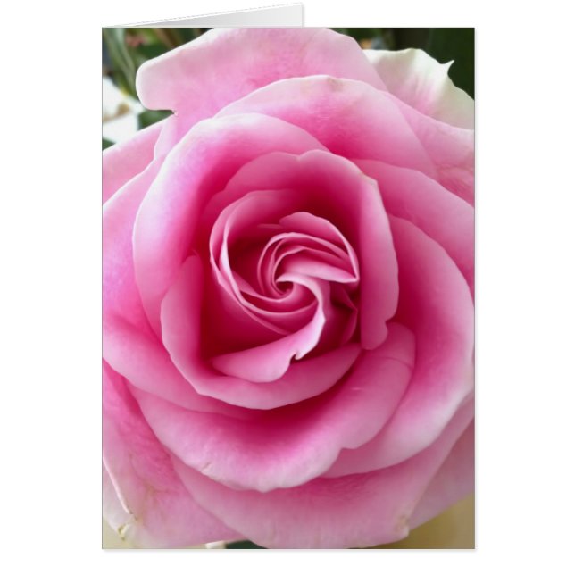 Pink Rose Beautiful Cards (Front)