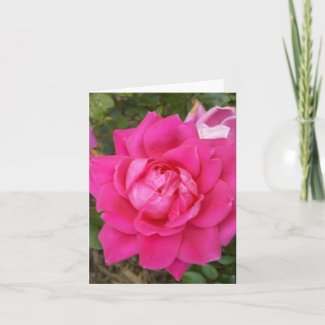 Pink Rose Blank Note Card
