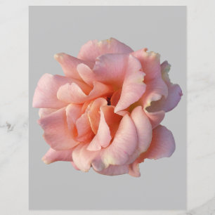 pink rose bloom