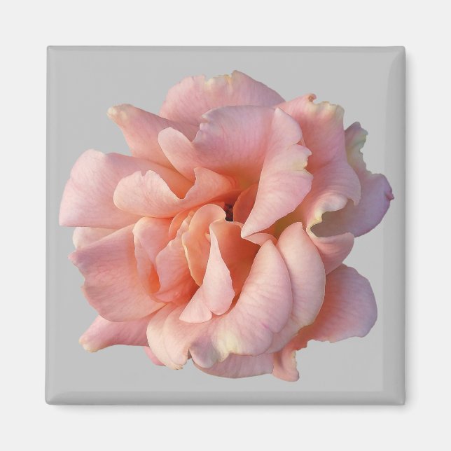 pink rose bloom magnet (Front)