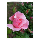 pink rose blooming (Front)