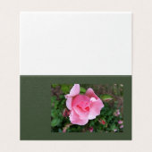 pink rose blooming (Outside Unfolded)