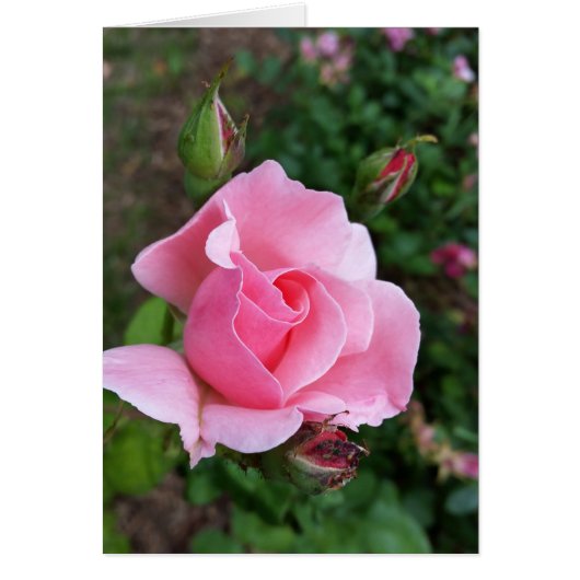 pink rose blooming cards (Front)