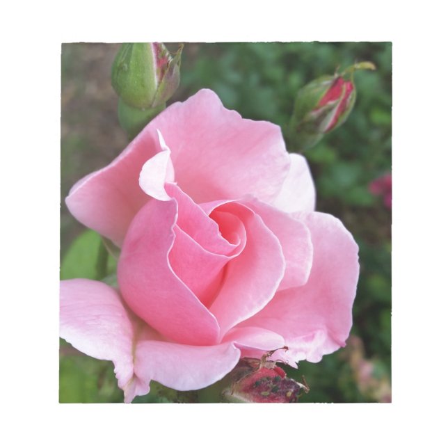 pink rose blooming notepad (Front)